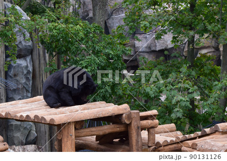 Black bear relaxed and lazy on the wooden platform in a zoo. 90131126