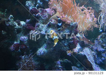 Ocellaris clownfish, Amphiprion ocellaris, also known as the false percula clownfish 90131129