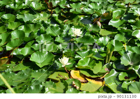 Yellow lotus flower in water Yellow lotus flower in water 90131130