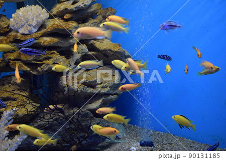 Small bright African fish Labidochromis caeruleus. Small bright African fish Labidochromis caeruleus. 90131185