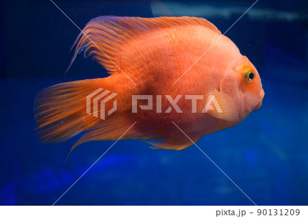 Beautiful bright orange red parrot cichlid in an aquarium Beautiful bright orange red parrot cichlid in an aquarium 90131209