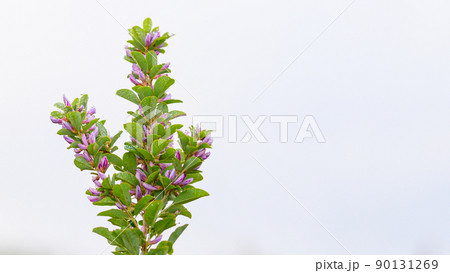 マルバハギの花「早朝の高原植物風景」(秋)阿蘇山 マルバハギの花「早朝の高原植物風景」(秋)阿蘇山 90131269