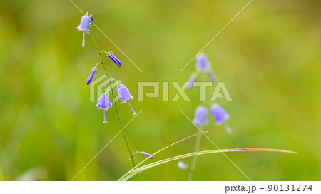 ツリガネニンジンの花・雫風景「早朝の高原植物風景」(秋)阿蘇山 90131274