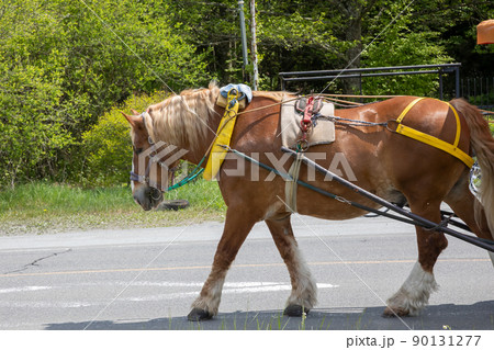 行楽シーズンの榛名山 観光馬車 行楽シーズンの榛名山 観光馬車 90131277