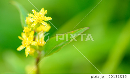 アキノキリンソウの花「早朝の高原植物風景」(秋)阿蘇山 90131356