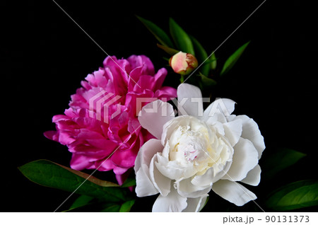 端麗で美しく咲きほこるシャクヤクの花 端麗で美しく咲きほこるシャクヤクの花 90131373
