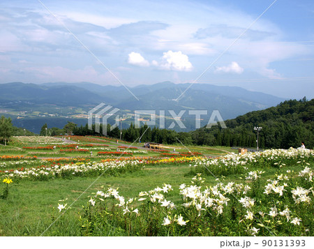 ダイナランドゆり園5 ダイナランドゆり園5 90131393