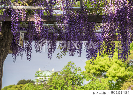 《愛知県》名古屋城と藤 《愛知県》名古屋城と藤 90131484