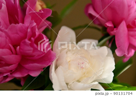 端麗で美しく咲きほこるシャクヤクの花 端麗で美しく咲きほこるシャクヤクの花 90131704