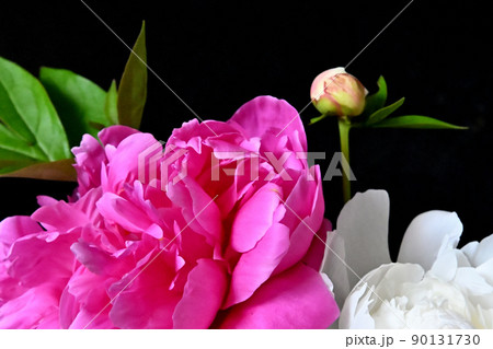 端麗で美しく咲きほこるシャクヤクの花 90131730