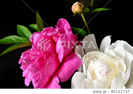 端麗で美しく咲きほこるシャクヤクの花 端麗で美しく咲きほこるシャクヤクの花 90131737