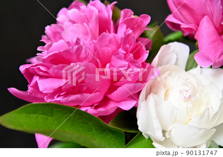 端麗で美しく咲きほこるシャクヤクの花 端麗で美しく咲きほこるシャクヤクの花 90131747