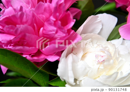 端麗で美しく咲きほこるシャクヤクの花 端麗で美しく咲きほこるシャクヤクの花 90131748
