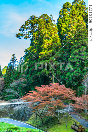 比叡山延暦寺の東塔エリアの奥比叡ドライブウェイから見る紅葉 90131771