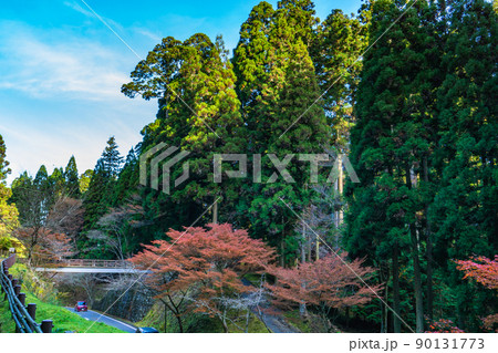 比叡山延暦寺の東塔エリアの奥比叡ドライブウェイから見る紅葉 比叡山延暦寺の東塔エリアの奥比叡ドライブウェイから見る紅葉 90131773