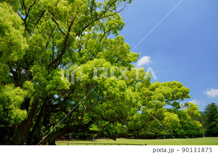 五月・奈良公園・飛火野の巨大なクスノキ 五月・奈良公園・飛火野の巨大なクスノキ 90131875