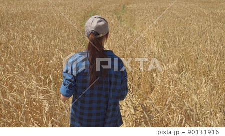 young woman works countryside tablet. farming concept. back view. young ears golden wheat farm. agriculture concept. farmer walks along rural road smart farm. cultivation of wheat by rural workers 90131916