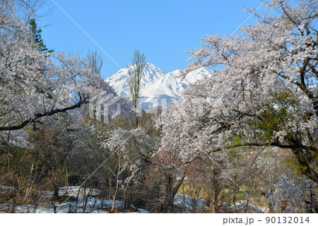 【新潟県上越市】松ヶ峯の桜と残雪の妙高山 【新潟県上越市】松ヶ峯の桜と残雪の妙高山 90132014