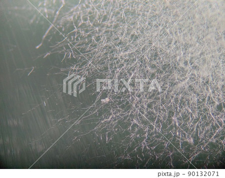 フワフワしながら胞子を伸ばす白カビ フワフワしながら胞子を伸ばす白カビ 90132071