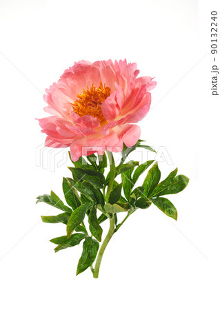 Beautiful pink peonies flowers isolated on white background 90132240
