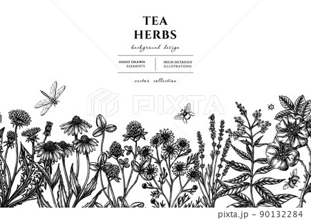 Tea herbs hand drawn illustration design. Background with sketch chamomile, cinnamon rose, etc. 90132284