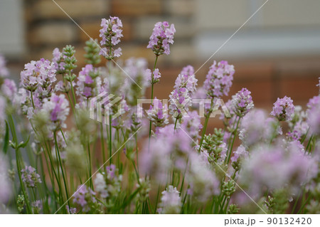 ラベンダー 90132420