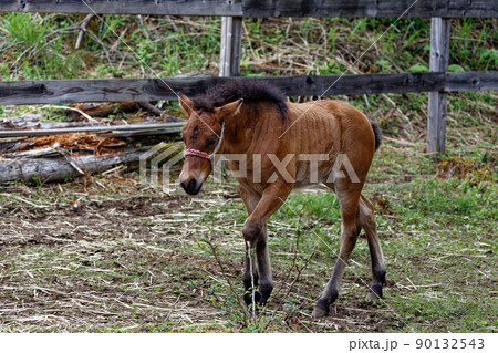 木曽馬の子馬 木曽馬の子馬 90132543