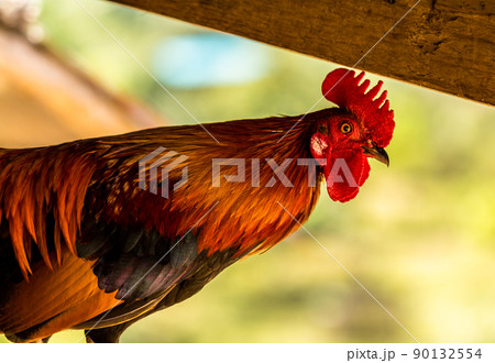 Rooster crowing in the morning colors. Rooster crowing in the morning colors. 90132554