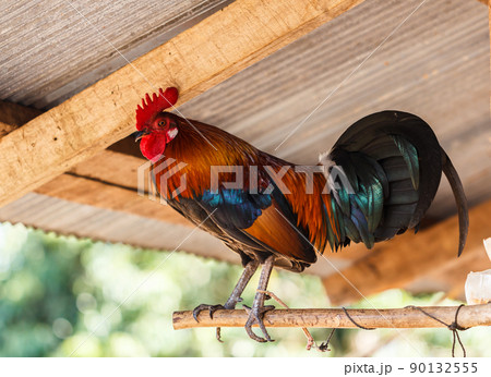 Rooster crowing in the morning colors. 90132555