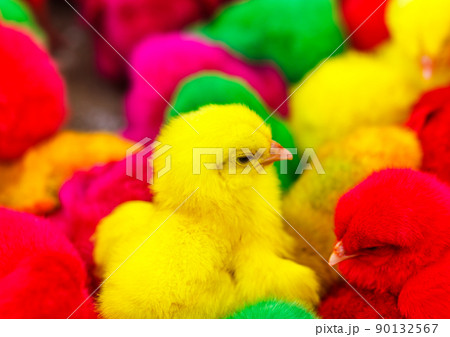 Dyed colored chicks. 90132567