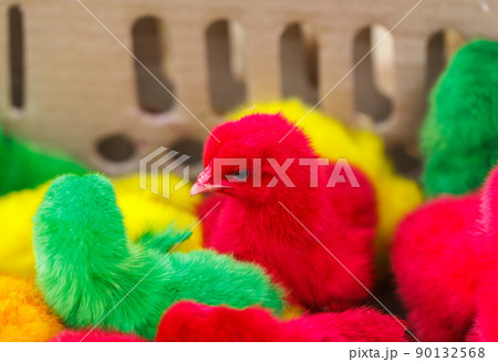 Chickens dyed red color 90132568