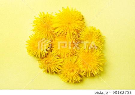 Many flowers of yellow dandelions on a yellow background. Flat lay. Top view. 90132753
