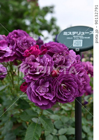 【大阪】花博記念公園 鶴見緑地のバラ園 90132791