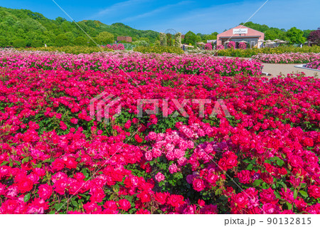 ぎふワールド・ローズガーデン、満開のバラ〈岐阜県可児市〉 ぎふワールド・ローズガーデン、満開のバラ〈岐阜県可児市〉 90132815