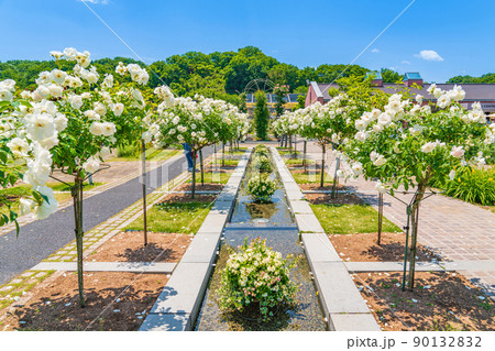 ぎふワールド・ローズガーデン、満開のバラ〈岐阜県可児市〉 90132832