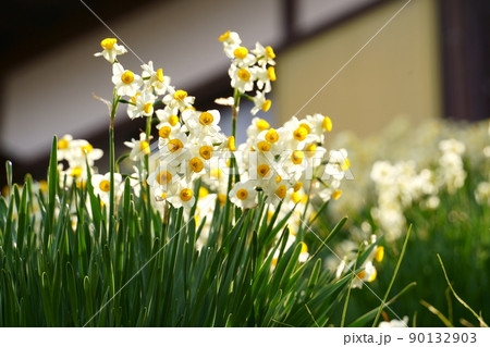 満開のスイセン 満開のスイセン 90132903