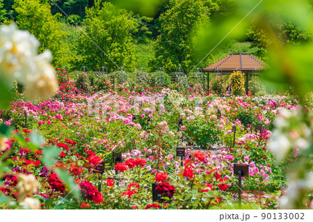 ぎふワールド・ローズガーデン、満開のバラ〈岐阜県可児市〉 90133002