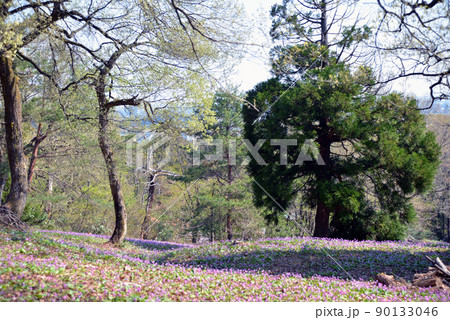 【新潟県妙高市】観音平古墳群のカタクリの群生地　妙高　斐太歴史の里 90133046