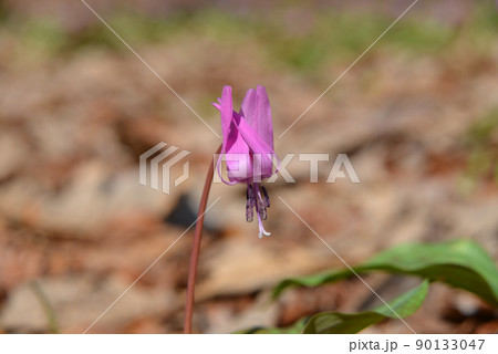 【新潟県妙高市】観音平古墳群のカタクリの群生地　妙高　斐太歴史の里 90133047
