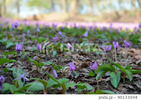 【新潟県妙高市】観音平古墳群のカタクリの群生地　妙高　斐太歴史の里 90133048