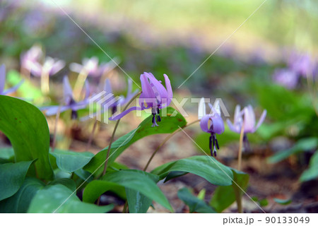 【新潟県妙高市】観音平古墳群のカタクリの群生地 妙高 斐太歴史の里 【新潟県妙高市】観音平古墳群のカタクリの群生地 妙高 斐太歴史の里 90133049