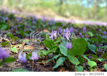 【新潟県妙高市】観音平古墳群のカタクリの群生地　妙高　斐太歴史の里 90133051