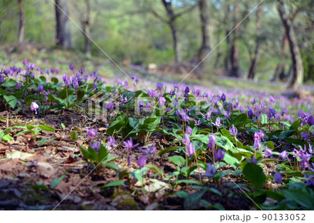 【新潟県妙高市】観音平古墳群のカタクリの群生地 妙高 斐太歴史の里 【新潟県妙高市】観音平古墳群のカタクリの群生地 妙高 斐太歴史の里 90133052