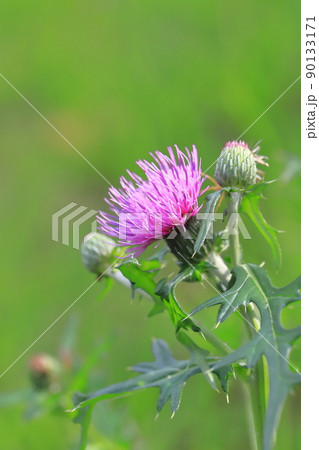 紫色の薊（アザミ） 90133171