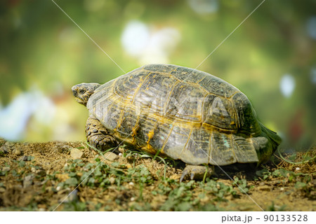 The land turtle travels in the grass. The land turtle travels in the grass. 90133528