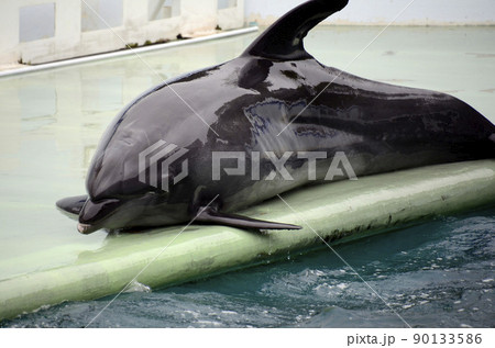 イルカ 90133586