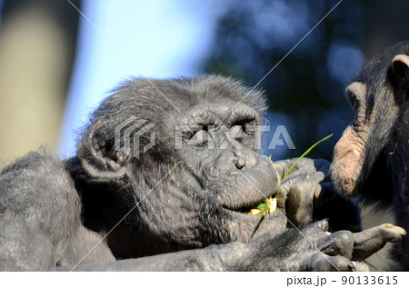 チンパンジー チンパンジー 90133615