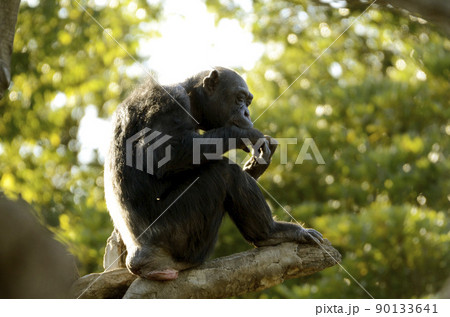 チンパンジー 90133641