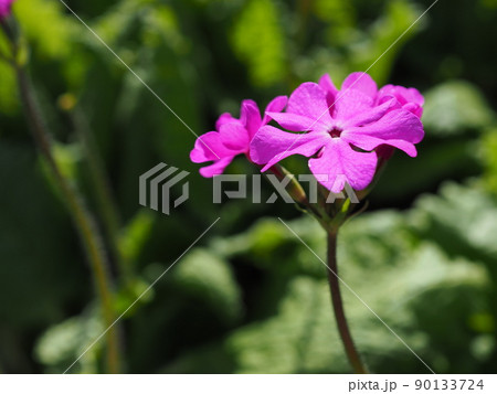 日本サクラソウ 日本サクラソウ 90133724