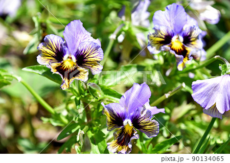 パンジー 90134065